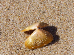 Latona deltoides