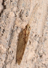 Hemerobiinae
