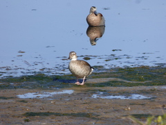 Callonetta leucophrys