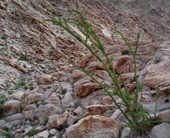 Fouquieria splendens splendens