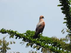 Buteogallus meridionalis