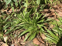 Dichanthelium laxiflorum