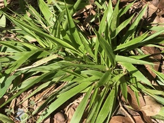 Dichanthelium laxiflorum
