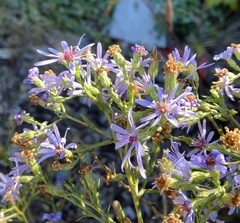Symphyotrichum ciliolatum