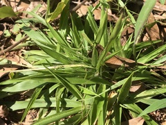 Dichanthelium laxiflorum
