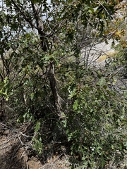 Quercus gambelii