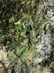 Quercus gambelii