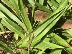 Dichanthelium laxiflorum