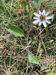 Passiflora alnifolia