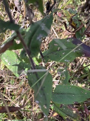 Symphyotrichum undulatum