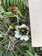 Passiflora alnifolia