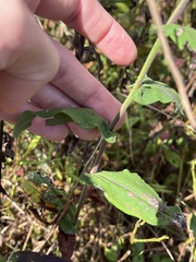 Symphyotrichum undulatum