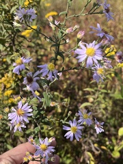 Symphyotrichum undulatum