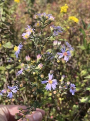 Symphyotrichum undulatum