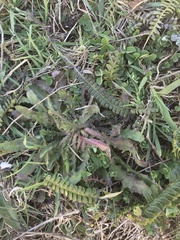 Blechnum penna-marina