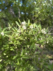 Leucopogon fasciculatus