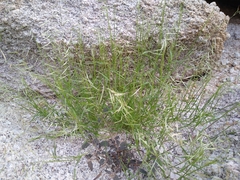 Bouteloua aristidoides