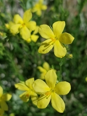 Menodora scabra