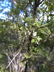 Leucopogon fasciculatus