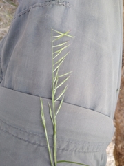 Bouteloua aristidoides