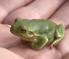 Hyla versicolor