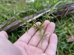 Cyperus