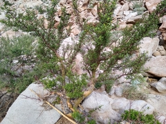 Bursera microphylla