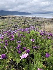 Dimorphotheca jucunda