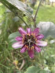Passiflora andreana