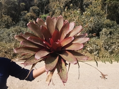 Tillandsia complanata