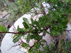 Bursera microphylla