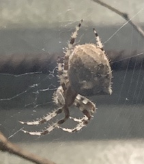 Araneus gemma