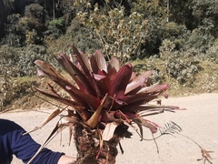 Tillandsia complanata