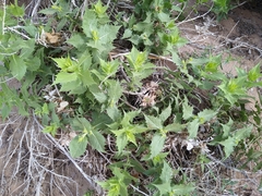 Ambrosia ilicifolia