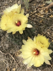 Coryphantha pallida