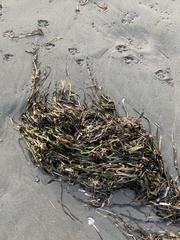 Zostera