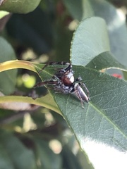 Opisthoncus mordax