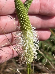 Sanguisorba canadensis