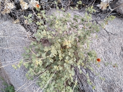 Sphaeralcea ambigua