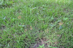 Fimbristylis