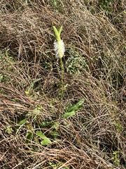 Sanguisorba canadensis