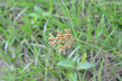 Fimbristylis