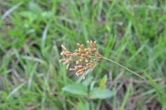 Fimbristylis