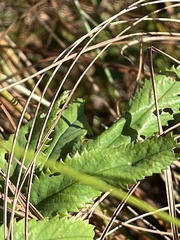 Sanguisorba canadensis