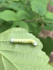 Pyreferra hesperidago