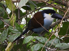 Andigena nigrirostris