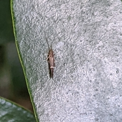 Glossosomatidae