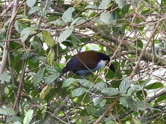 Andigena nigrirostris