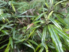 Corokia buddleioides