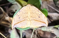 Drepana arcuata